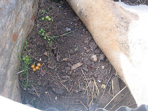 compost pile