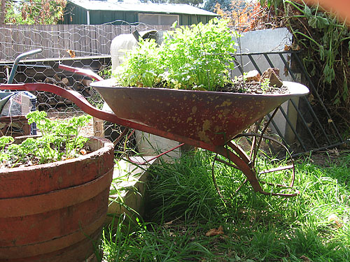 recycled wheelbarrow